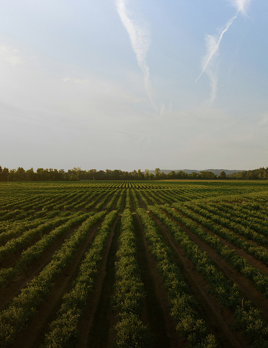 Agriculture